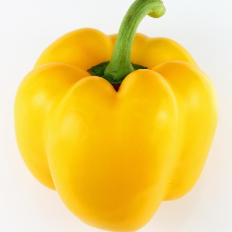 Poivron jaune