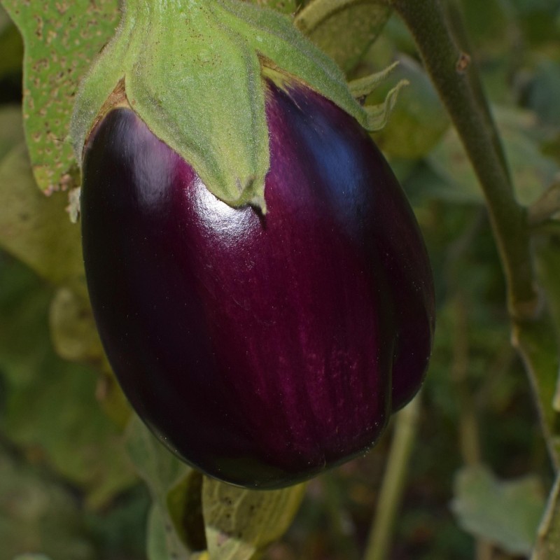 Aubergine violette