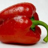Poivron rouge