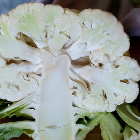 Chou-fleur Blanc