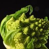 Chou romanesco