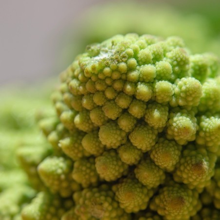 Chou romanesco