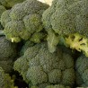 Chou broccoli