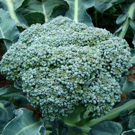 Chou broccoli