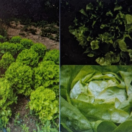 Salade de saison