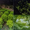 Salade de saison
