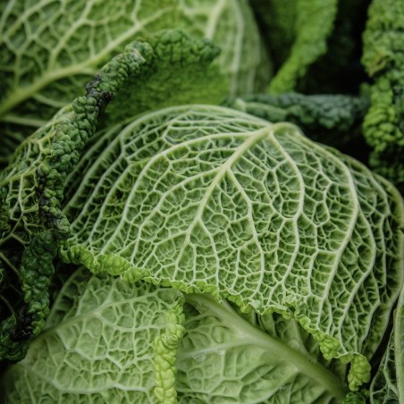 Chou vert frisé