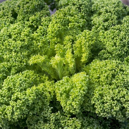 Chou Kale