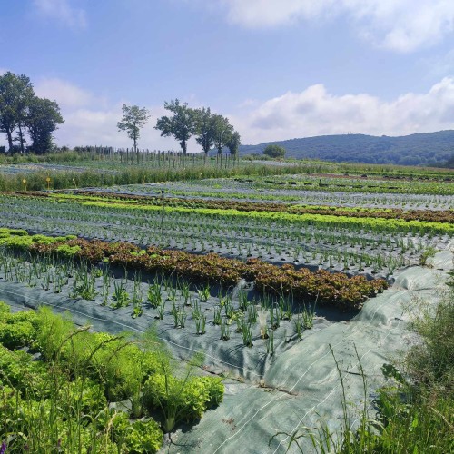 Yoodrive Salles-curan